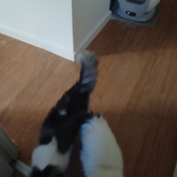 visites de chats à domicile sur Soisy-sous-Montmorency, Eaubonne, Enghien-les-Bains 159 672807231