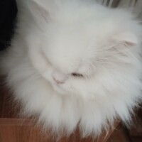 visites de chats à domicile sur Soisy-sous-Montmorency, Eaubonne, Enghien-les-Bains 158 1179769783