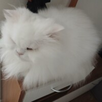 visites de chats à domicile sur Soisy-sous-Montmorency, Eaubonne, Enghien-les-Bains 157 2628585435