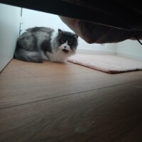 visites de chats à domicile sur Soisy-sous-Montmorency, Eaubonne, Enghien-les-Bains 156 3014911228
