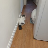 visites de chats à domicile sur Soisy-sous-Montmorency, Eaubonne, Enghien-les-Bains 154 1520851294