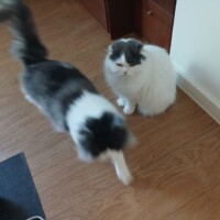 visites de chats à domicile sur Soisy-sous-Montmorency, Eaubonne, Enghien-les-Bains 153 1701732041