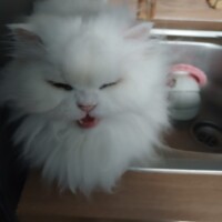 visites de chats à domicile sur Soisy-sous-Montmorency, Eaubonne, Enghien-les-Bains 152 484839074