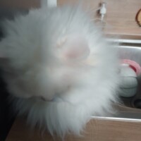visites de chats à domicile sur Soisy-sous-Montmorency, Eaubonne, Enghien-les-Bains 151 1266621908
