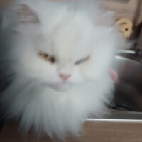 visites de chats à domicile sur Soisy-sous-Montmorency, Eaubonne, Enghien-les-Bains 150 1554772409