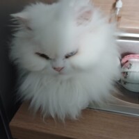 visites de chats à domicile sur Soisy-sous-Montmorency, Eaubonne, Enghien-les-Bains 149 3022461223