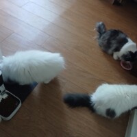 visites de chats à domicile sur Soisy-sous-Montmorency, Eaubonne, Enghien-les-Bains 148 3368540294