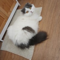 visites de chats à domicile sur Soisy-sous-Montmorency, Eaubonne, Enghien-les-Bains 146 3040671319