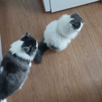 visites de chats à domicile sur Soisy-sous-Montmorency, Eaubonne, Enghien-les-Bains 145 542488810