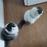 visites de chats à domicile sur Soisy-sous-Montmorency, Eaubonne, Enghien-les-Bains 144 2331305784
