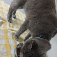 visites de chats à domicile sur Soisy-sous-Montmorency, Eaubonne, Enghien-les-Bains 142 4290165198
