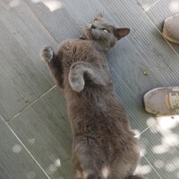 visites de chats à domicile sur Soisy-sous-Montmorency, Eaubonne, Enghien-les-Bains 141 2497152377