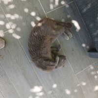 visites de chats à domicile sur Soisy-sous-Montmorency, Eaubonne, Enghien-les-Bains 140 3552745519