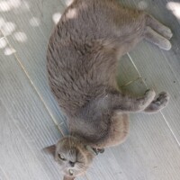 visites de chats à domicile sur Soisy-sous-Montmorency, Eaubonne, Enghien-les-Bains 139 1868754145
