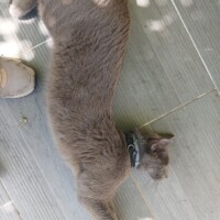 visites de chats à domicile sur Soisy-sous-Montmorency, Eaubonne, Enghien-les-Bains 138 3546728418