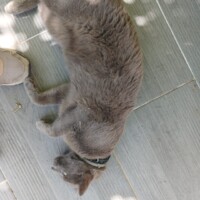 visites de chats à domicile sur Soisy-sous-Montmorency, Eaubonne, Enghien-les-Bains 137 710591699