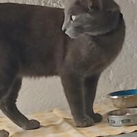 visites de chats à domicile sur Soisy-sous-Montmorency, Eaubonne, Enghien-les-Bains 136 899889260