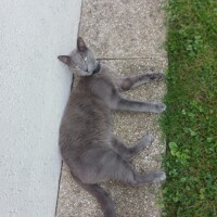 visites de chats à domicile sur Soisy-sous-Montmorency, Eaubonne, Enghien-les-Bains 135 541502397