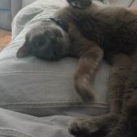 visites de chats à domicile sur Soisy-sous-Montmorency, Eaubonne, Enghien-les-Bains 134 2119342761