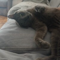 visites de chats à domicile sur Soisy-sous-Montmorency, Eaubonne, Enghien-les-Bains 133 1884457876