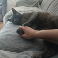 visites de chats à domicile sur Soisy-sous-Montmorency, Eaubonne, Enghien-les-Bains 132 1094025645
