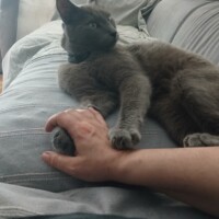 visites de chats à domicile sur Soisy-sous-Montmorency, Eaubonne, Enghien-les-Bains 131 1246459353