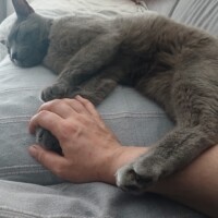 visites de chats à domicile sur Soisy-sous-Montmorency, Eaubonne, Enghien-les-Bains 130 932102909