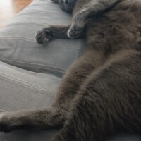visites de chats à domicile sur Soisy-sous-Montmorency, Eaubonne, Enghien-les-Bains 129 998170073