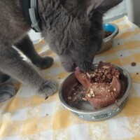visites de chats à domicile sur Soisy-sous-Montmorency, Eaubonne, Enghien-les-Bains 128 3502533470