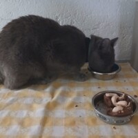 visites de chats à domicile sur Soisy-sous-Montmorency, Eaubonne, Enghien-les-Bains 127 129578890
