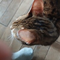 visites de chats à domicile sur Soisy-sous-Montmorency, Eaubonne, Enghien-les-Bains 126 347453889