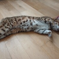 visites de chats à domicile sur Soisy-sous-Montmorency, Eaubonne, Enghien-les-Bains 125 1746339750
