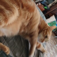 visites de chats à domicile sur Soisy-sous-Montmorency, Eaubonne, Enghien-les-Bains 124 3034327773