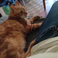 visites de chats à domicile sur Soisy-sous-Montmorency, Eaubonne, Enghien-les-Bains 123 2386870578