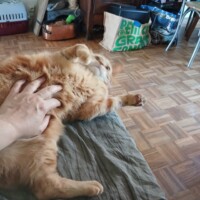 visites de chats à domicile sur Soisy-sous-Montmorency, Eaubonne, Enghien-les-Bains 122 1381830462
