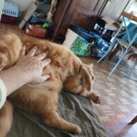 visites de chats à domicile sur Soisy-sous-Montmorency, Eaubonne, Enghien-les-Bains 121 1980653016