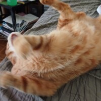 visites de chats à domicile sur Soisy-sous-Montmorency, Eaubonne, Enghien-les-Bains 119 1351138119