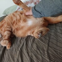 visites de chats à domicile sur Soisy-sous-Montmorency, Eaubonne, Enghien-les-Bains 118 857860064