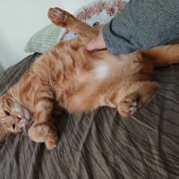 visites de chats à domicile sur Soisy-sous-Montmorency, Eaubonne, Enghien-les-Bains 117 1512999883