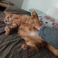 visites de chats à domicile sur Soisy-sous-Montmorency, Eaubonne, Enghien-les-Bains 116 2421733287