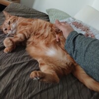 visites de chats à domicile sur Soisy-sous-Montmorency, Eaubonne, Enghien-les-Bains 115 62635143