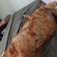 visites de chats à domicile sur Soisy-sous-Montmorency, Eaubonne, Enghien-les-Bains 114 2318695972