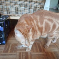 visites de chats à domicile sur Soisy-sous-Montmorency, Eaubonne, Enghien-les-Bains 113 3206452050