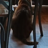 visites de chats à domicile sur Soisy-sous-Montmorency, Eaubonne, Enghien-les-Bains 111 2628431790
