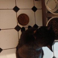 visites de chats à domicile sur Soisy-sous-Montmorency, Eaubonne, Enghien-les-Bains 110 3959078998