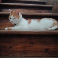 visites de chats à domicile sur Soisy-sous-Montmorency, Eaubonne, Enghien-les-Bains 109 1935861456