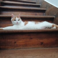 visites de chats à domicile sur Soisy-sous-Montmorency, Eaubonne, Enghien-les-Bains 108 227080177