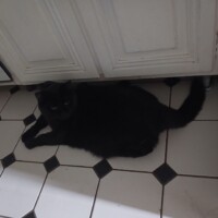 visites de chats à domicile sur Soisy-sous-Montmorency, Eaubonne, Enghien-les-Bains 107 1867004129