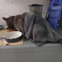 visites de chats à domicile sur Soisy-sous-Montmorency, Eaubonne, Enghien-les-Bains 106 2646192528