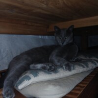 visites de chats à domicile sur Soisy-sous-Montmorency, Eaubonne, Enghien-les-Bains 105 3923156175